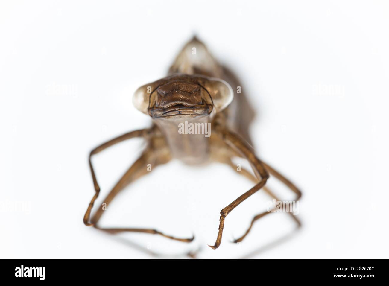 Exuvia di una larva metamorfosa della specie di libellula damigella verde-blu Foto Stock