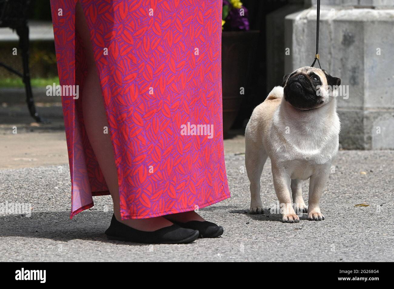 Tarrytown, Stati Uniti. 8 giugno 2021. Presentando le razze del diciannovesimo secolo, un Pug è introdotto durante il giorno di anteprima della stampa per il 145th annuale Westminster Kennel Club Dog Show alla Lyndhurst Estate a Tarrytown, NY, 8 giugno 2021. A causa della pandemia del COVID-19, il luogo dove si svolge il WKC Dog Show è stato spostato dal Madison Square Garden alla Lyndhurst Estate nella contea di Westchester, fuori New York City. (Foto di Anthony Behar/Sipa USA) Credit: Sipa USA/Alamy Live News Foto Stock