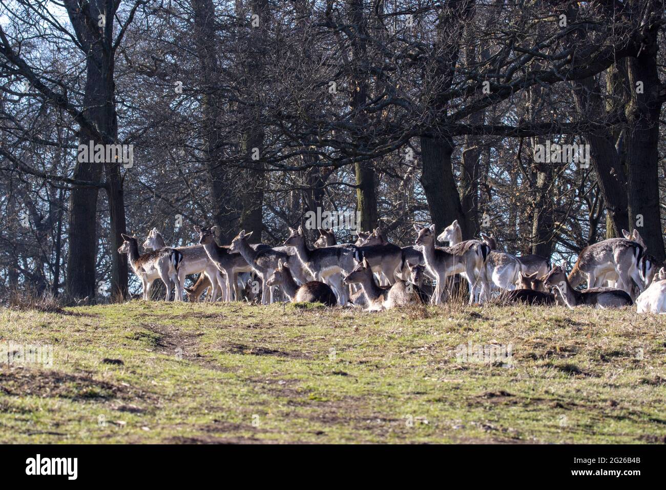 Un primo piano di un gruppo di cervi che godono del sole nel parco di Richmond a Londra Foto Stock