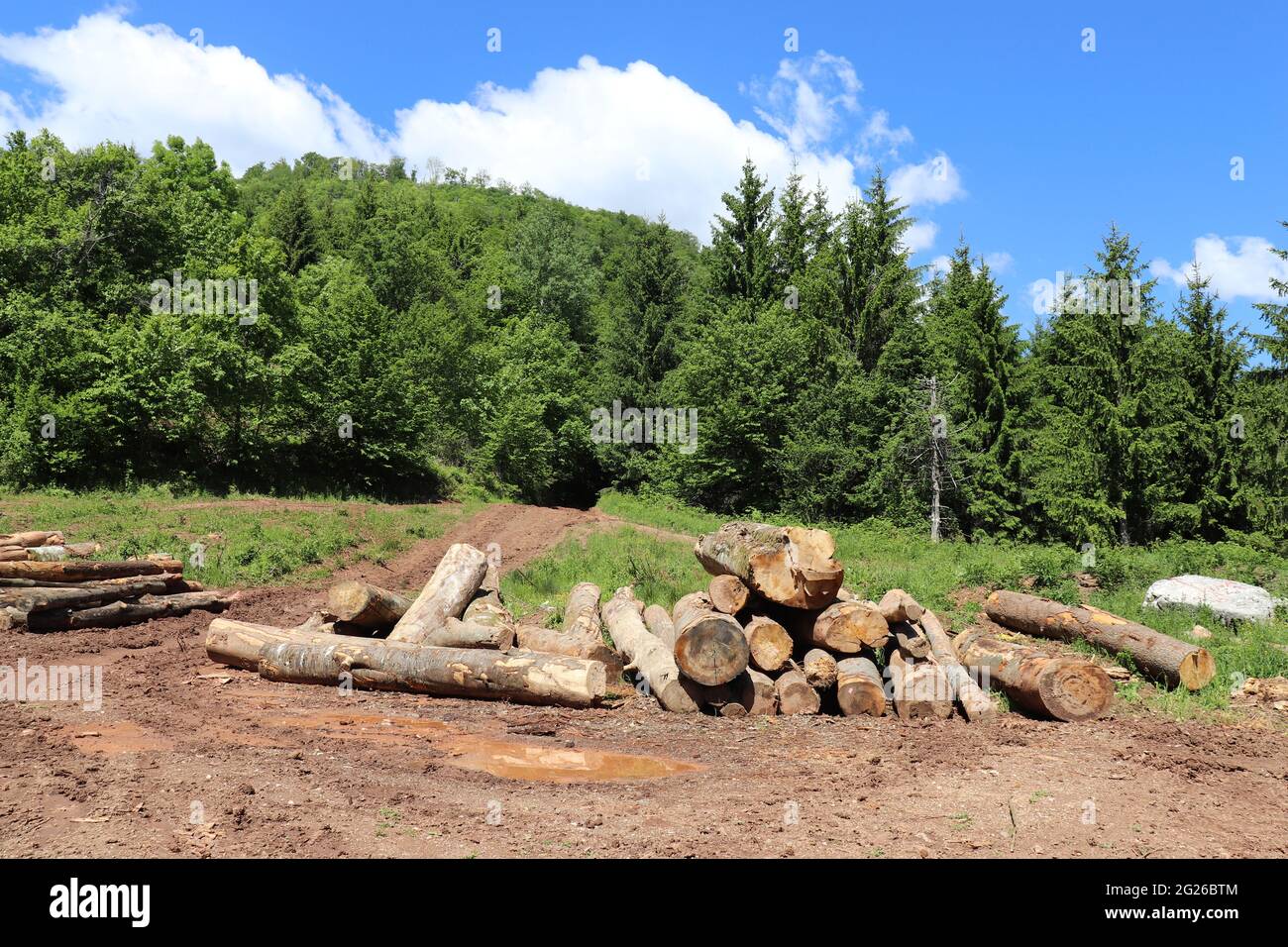 Mucchio di tronchi, alberi tagliati giù Foto Stock