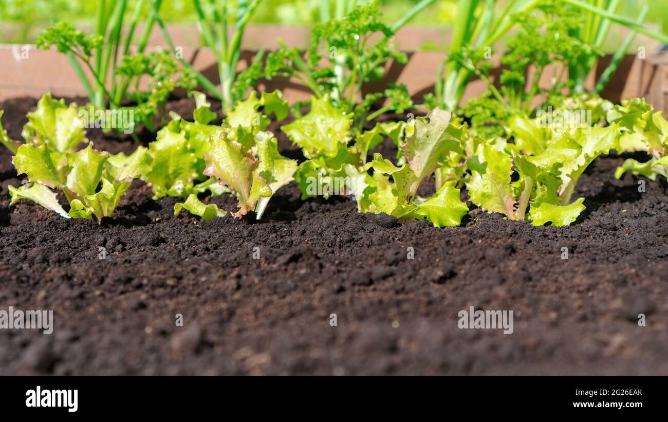 Sfondo con terra nera e piante verdi sullo sfondo con spazio di copia. Produzione di una miscela di terreno con humus, composto e torba da utilizzare su f Foto Stock