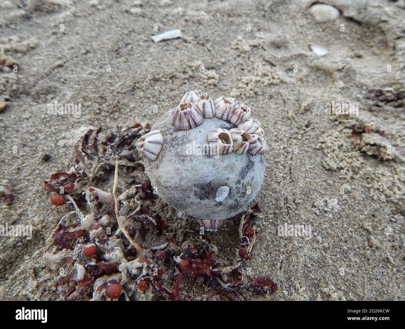 Balani Foto Stock