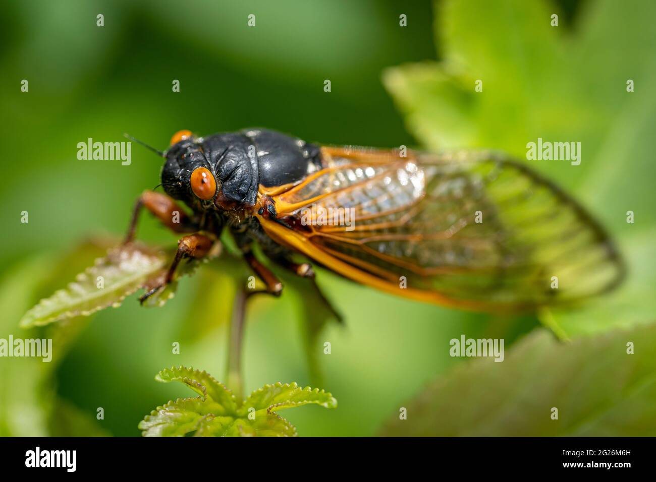 Recentemente trasformato, una cicada di 17 anni di Brood X si aggrava ad una foglia verde nei boschi. Foto Stock