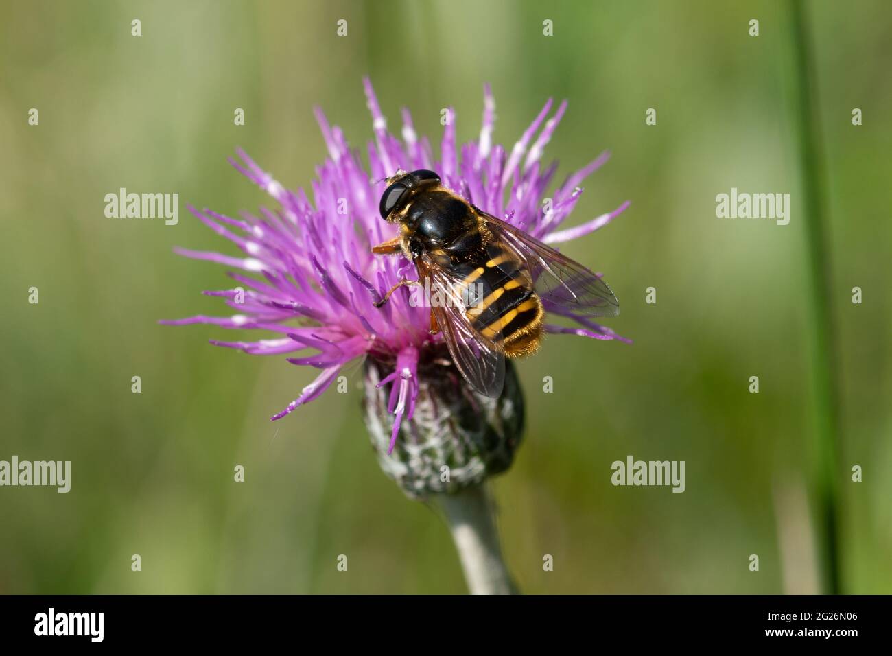 Torbiera (silentis di Sericomia) che beve nettare da un fiore selvatico più grande di caverna (Centaurea scabiosa) durante il mese di giugno, Regno Unito Foto Stock