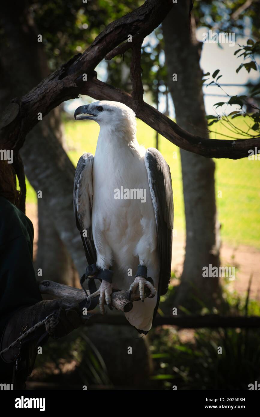 20150421 - Falcon show al Lone Pine koala Park Brisbane Australia. Foto di alta qualità Foto Stock