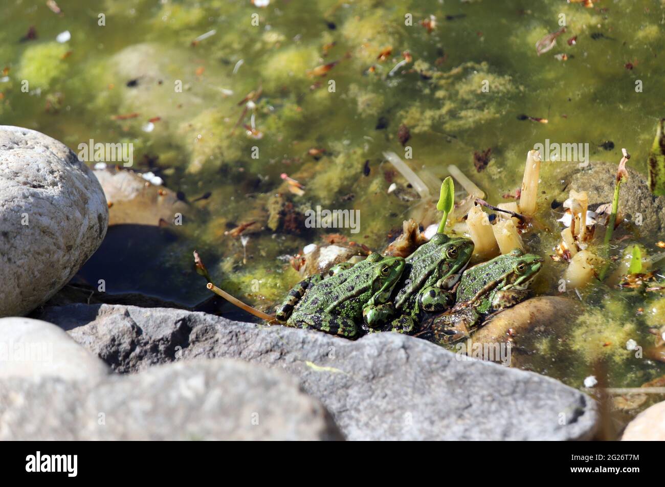 Teichfrösche (Pelophylax esculentus oder Rana esculenta) im Gartenteich, Weilerswist, Nordrhein-Westfalen, Deutschland Foto Stock