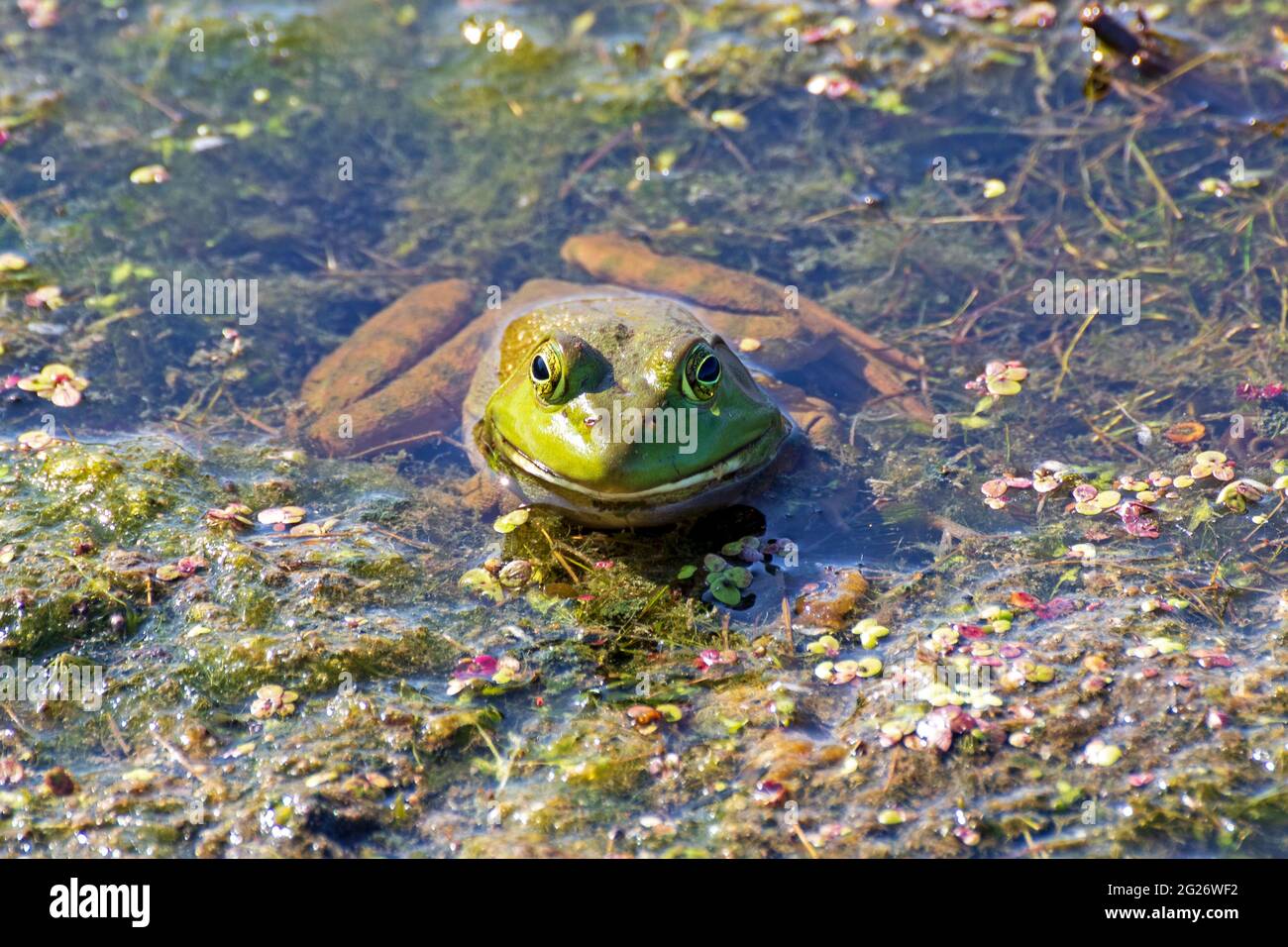 Bullfrog raffreddamento fuori in acqua poco profonda, in estate. Solo la sua testa è sopra la superficie, con erbacce d'anatra che la aiutano a mimetizzarlo. Foto Stock