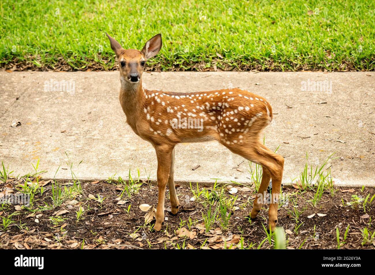 Austin, Texas, Stati Uniti. 31 maggio 2021. Baby Deer. I caprioli gemelli sono lasciati in un'area urbana durante il giorno mentre la loro madre cerca il cibo nella parte anteriore Foto Stock