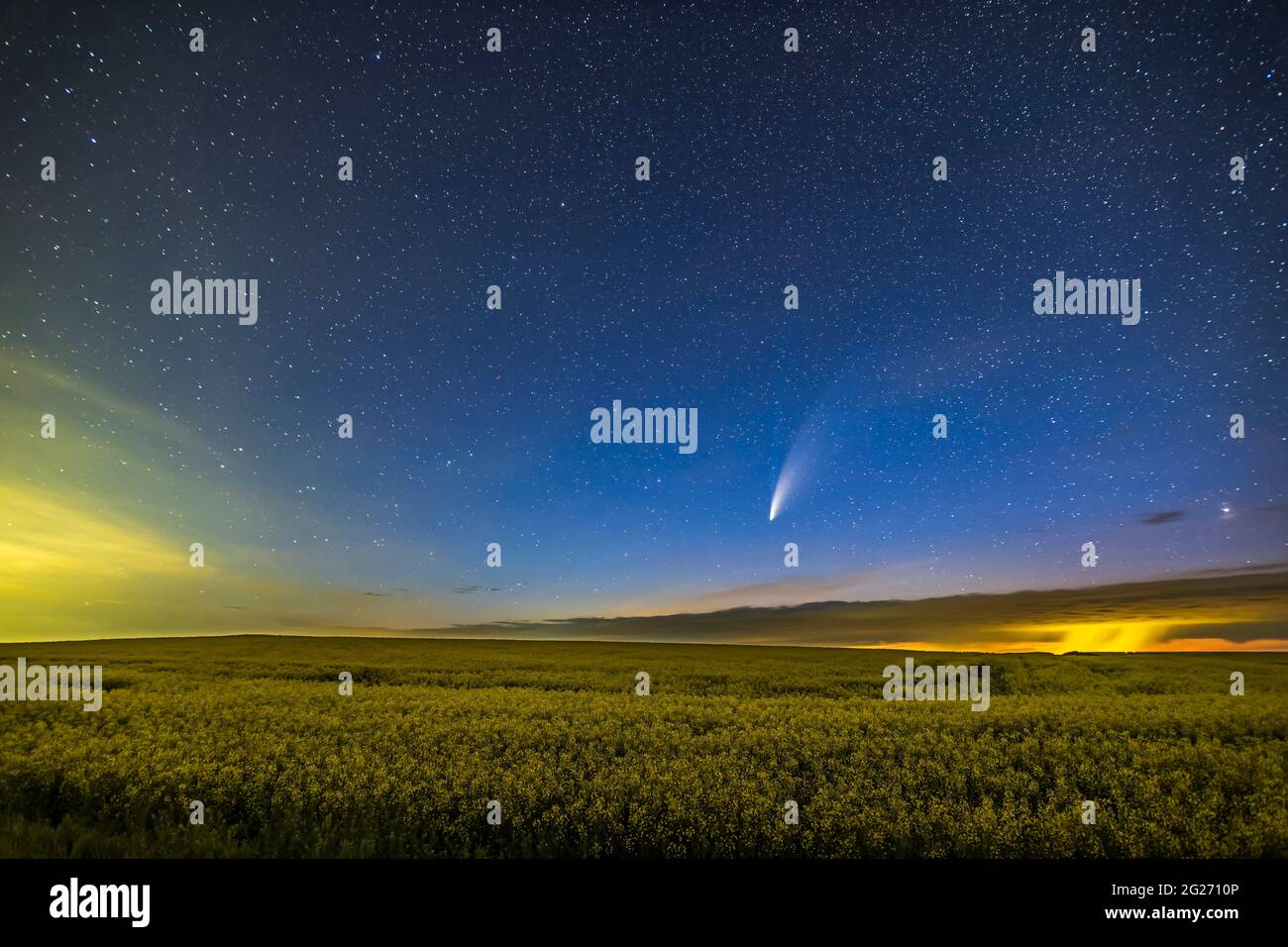 Comet NEOWISE su un campo di canola maturante nell'Alberta meridionale, Canada. Foto Stock