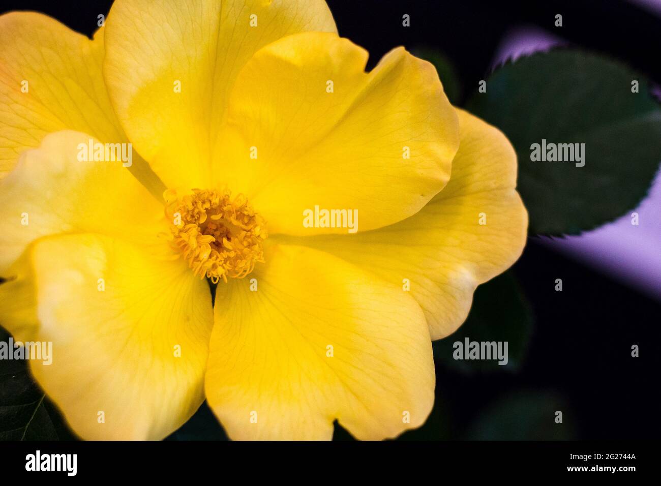Close up di un fiore giallo Foto Stock