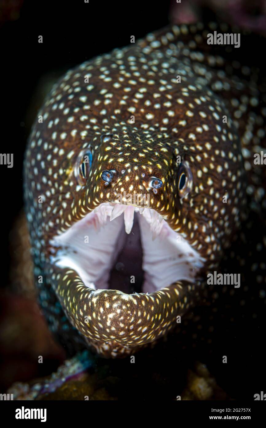 Una Foto Faccia A Faccia Di Un Anguilla Morena Bianca Maldive Foto Stock Alamy