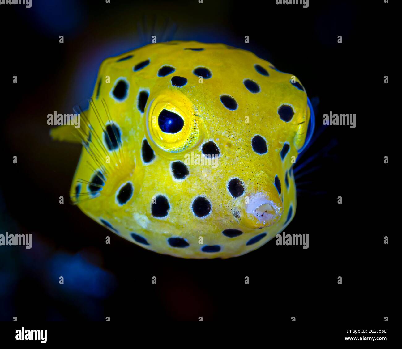 Un giovane bosso giallo (Ostracion cubicus), Maldive. Foto Stock