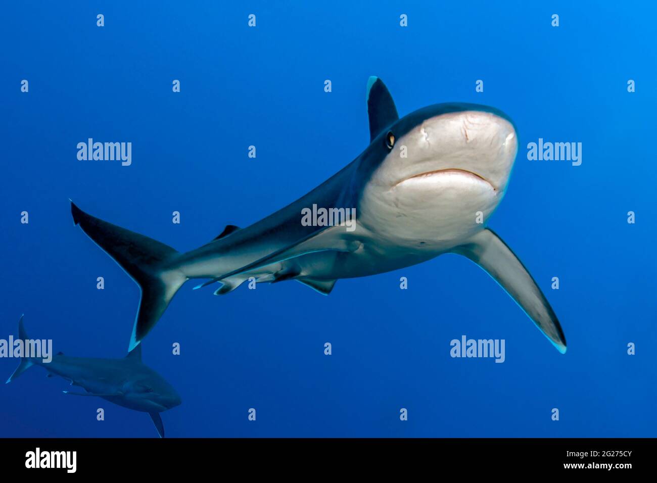 Squalo argentoso (Carcharhinus albimarginatus), Kimbe Bay, Papua Nuova Guinea. Foto Stock