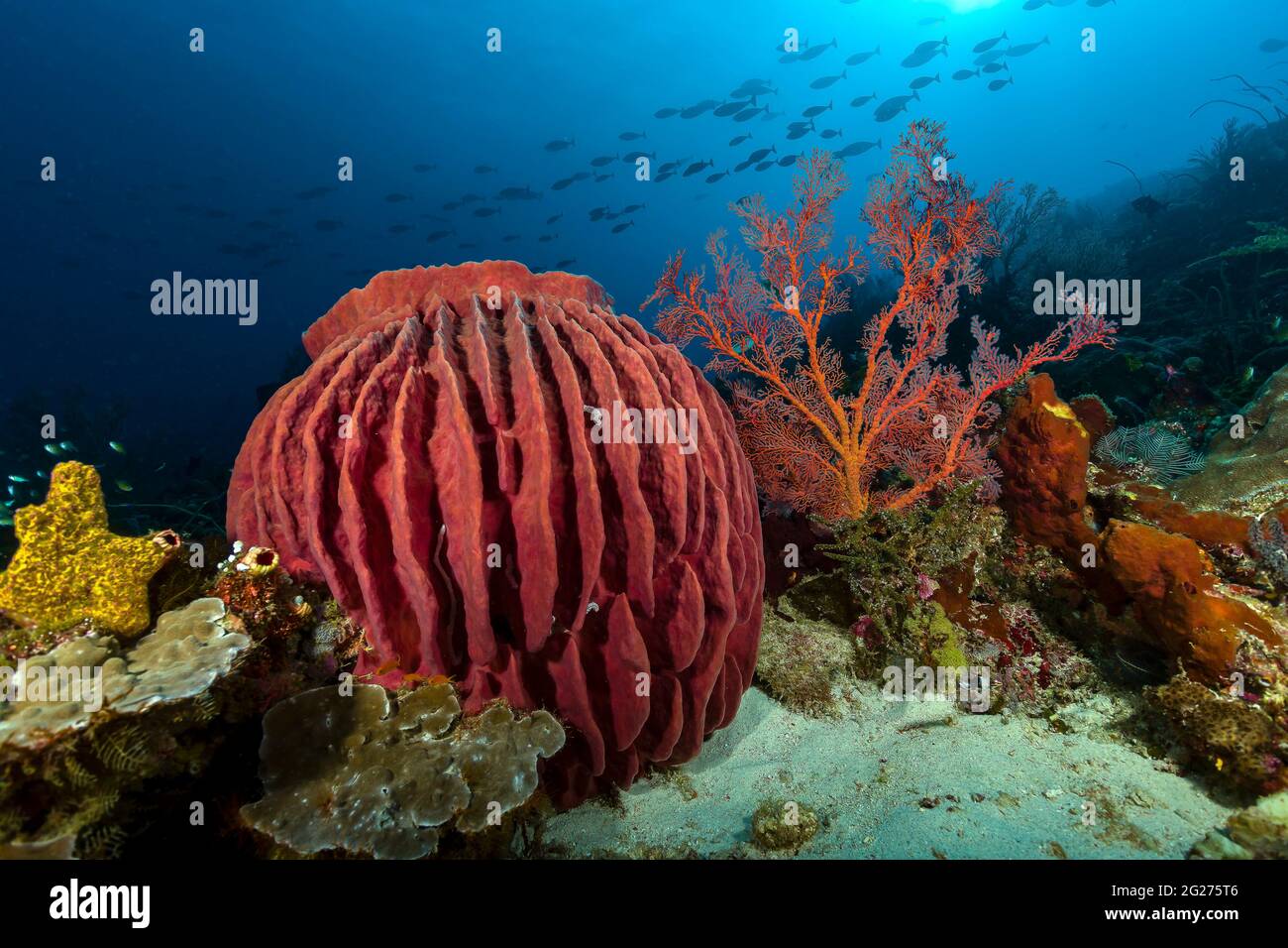 Colorfull Barrel Sponge reef scena, Indonesia. Foto Stock