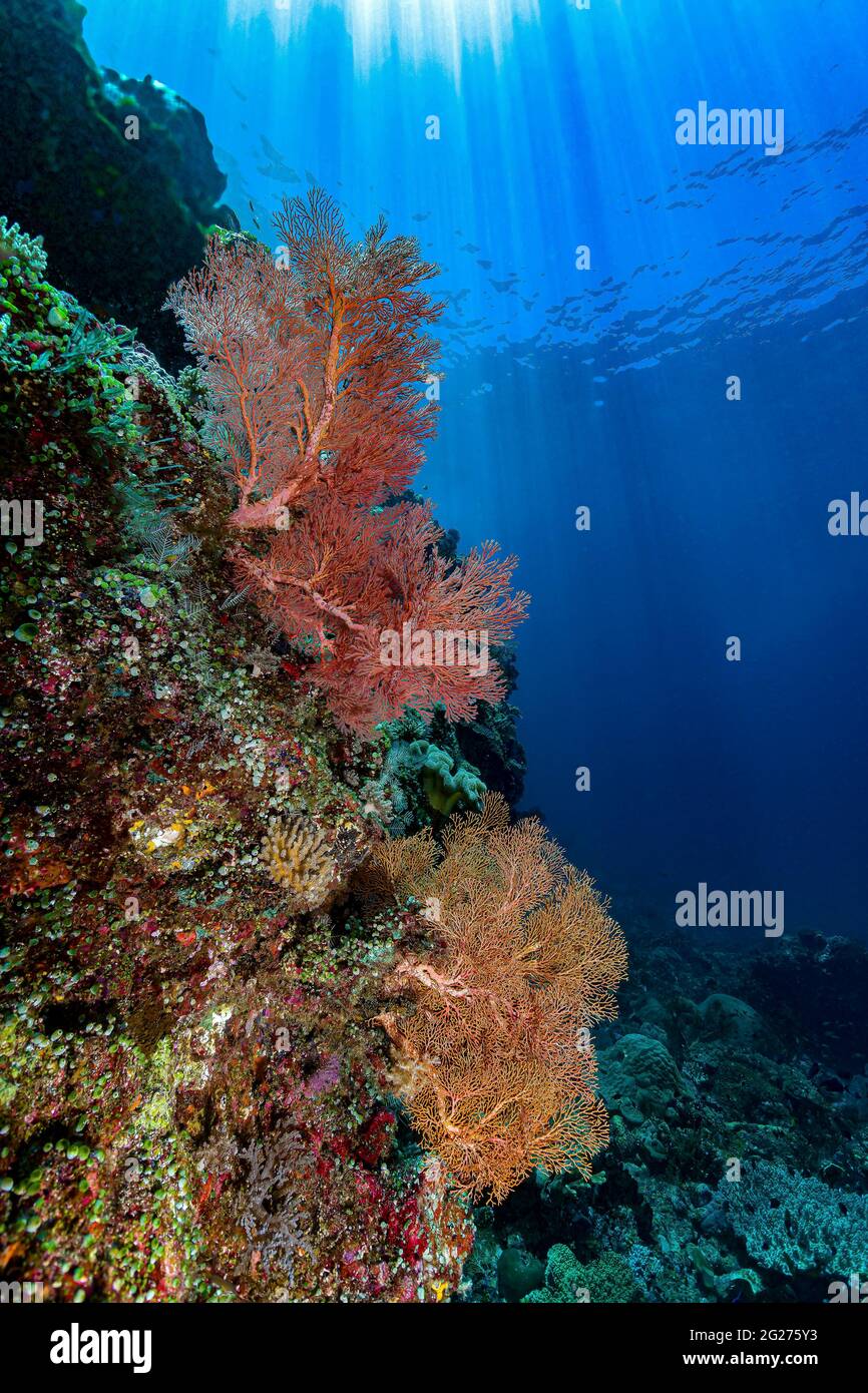 Scena della barriera corallina a Halmahera, Indonesia. Foto Stock