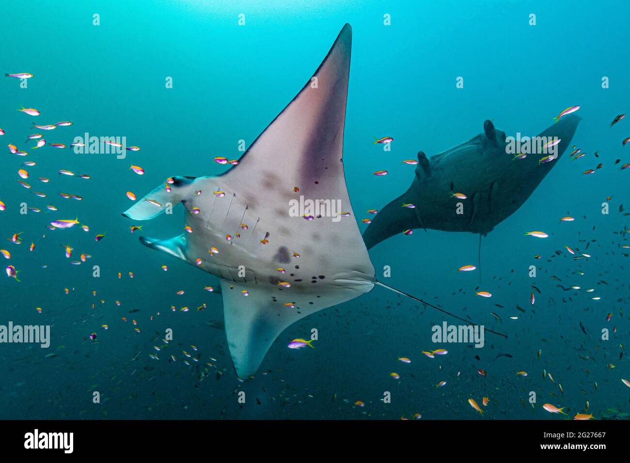 Due raggi oceanici di manta (Manta birostris) che arrivano in una stazione di pulizia, Maldive. Foto Stock