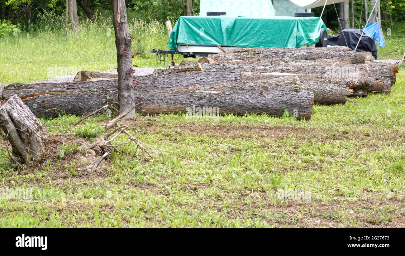 Tronchi tagliare e posare sul terreno Foto Stock