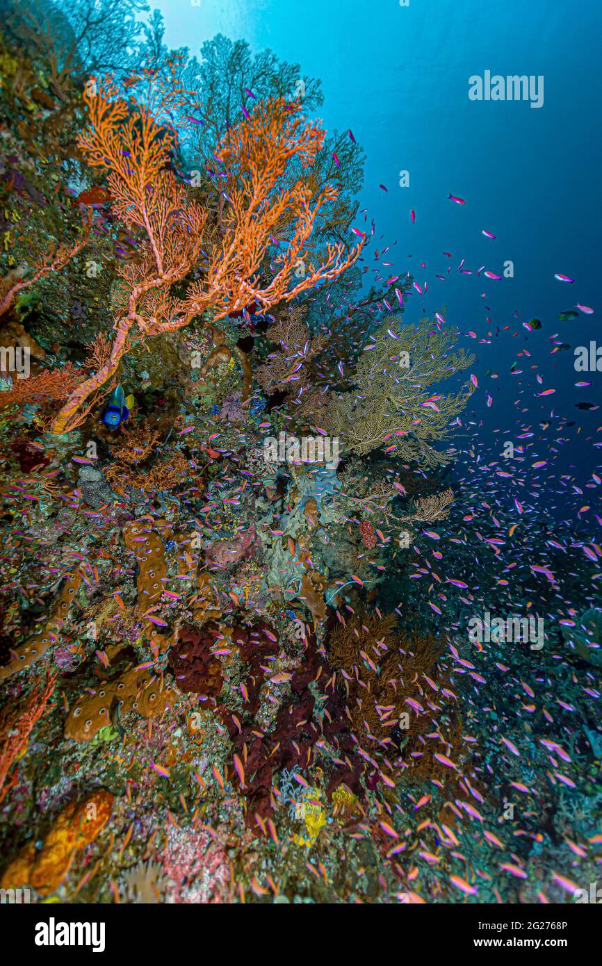 Scena della barriera corallina a Halmahera, Indonesia. Foto Stock