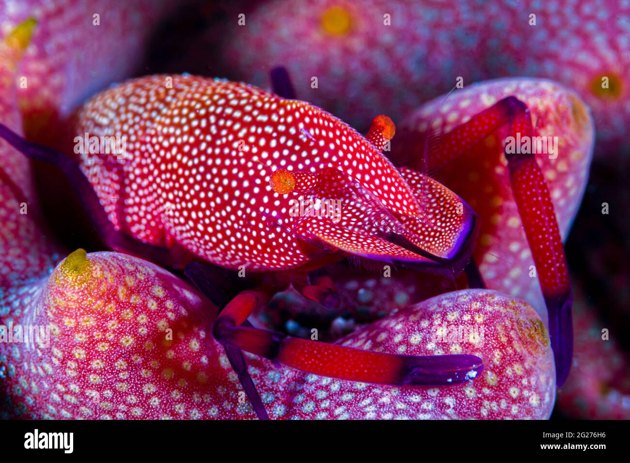 Gamberetto imperatore (imperatore Periclimenes) su un cetriolo di mare. Foto Stock