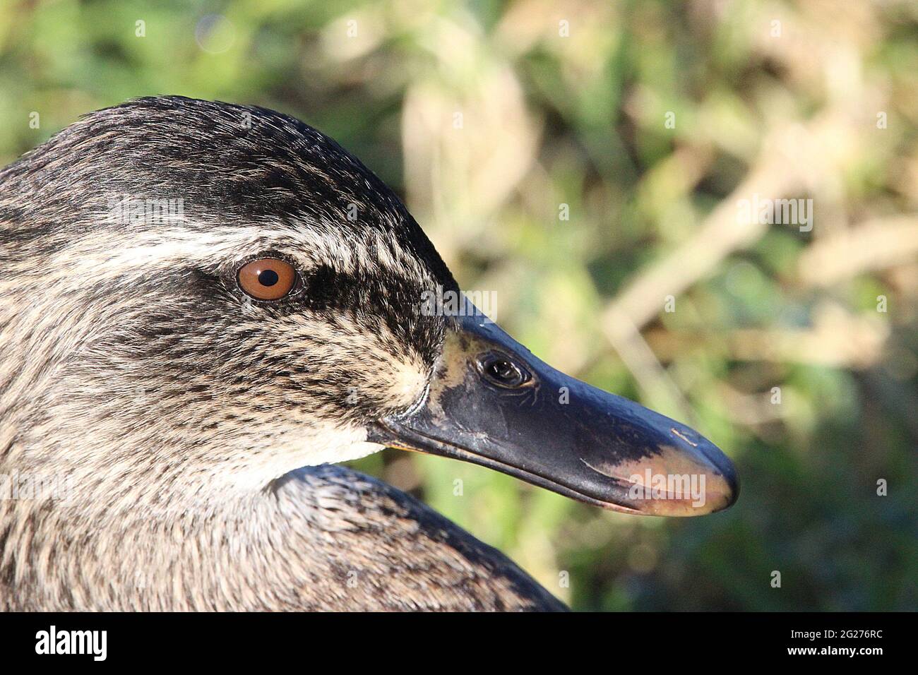 New Zealand grigio anatra x mallard ibrido Foto Stock
