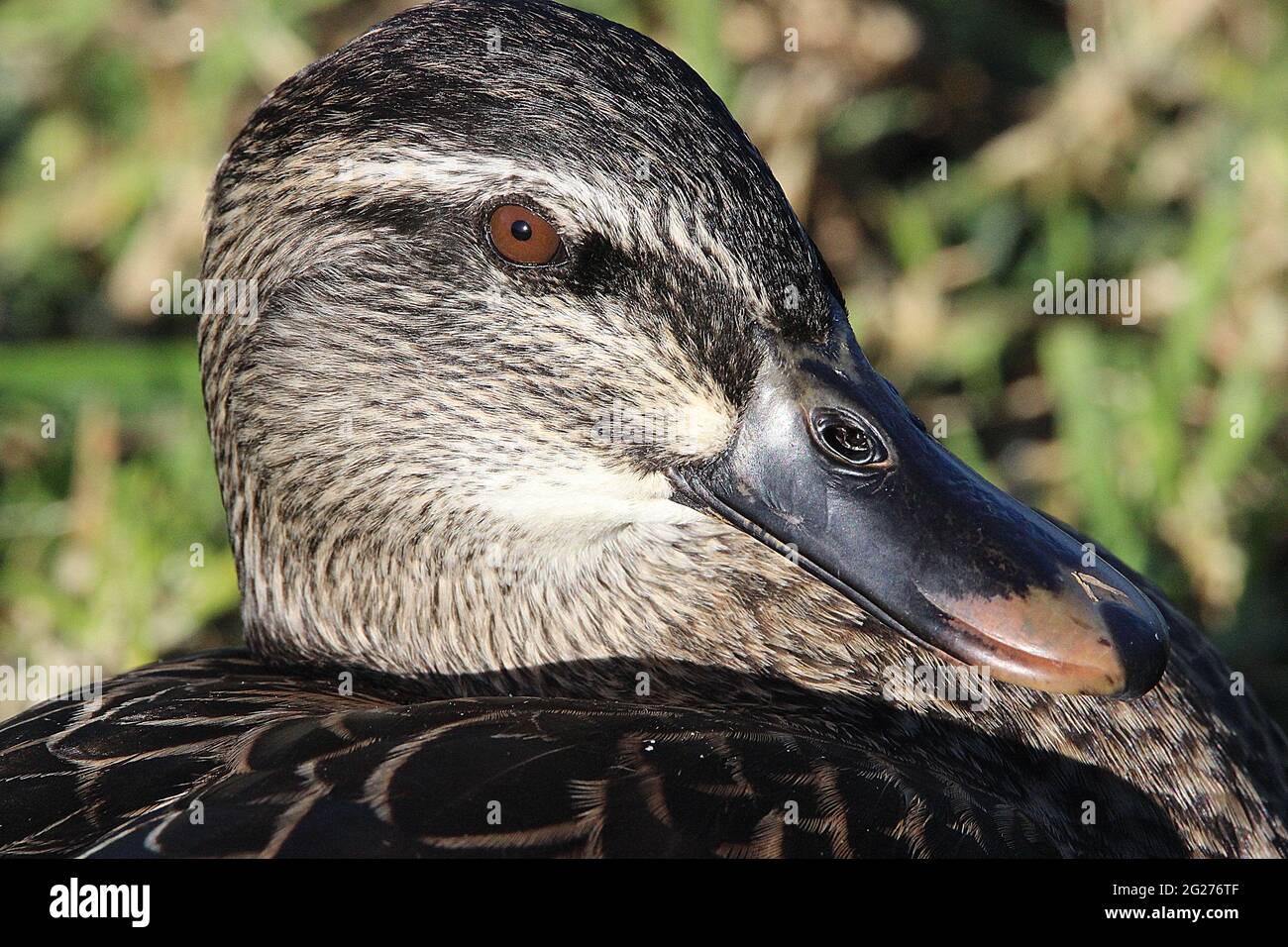 New Zealand grigio anatra x mallard ibrido Foto Stock