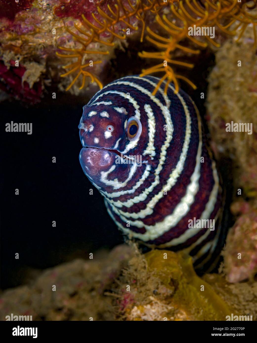 Colpo di testa di un'anguilla zebra (Gymnomuraena zebra). Foto Stock