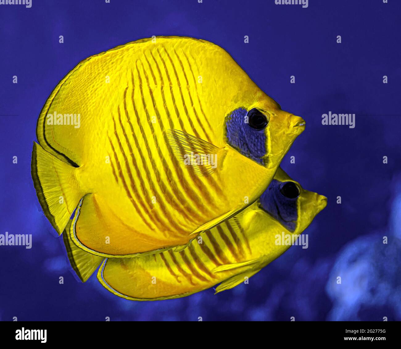 Un paio di pesci butterflyfish mascherati (Chaetodon semilarvatus). Foto Stock