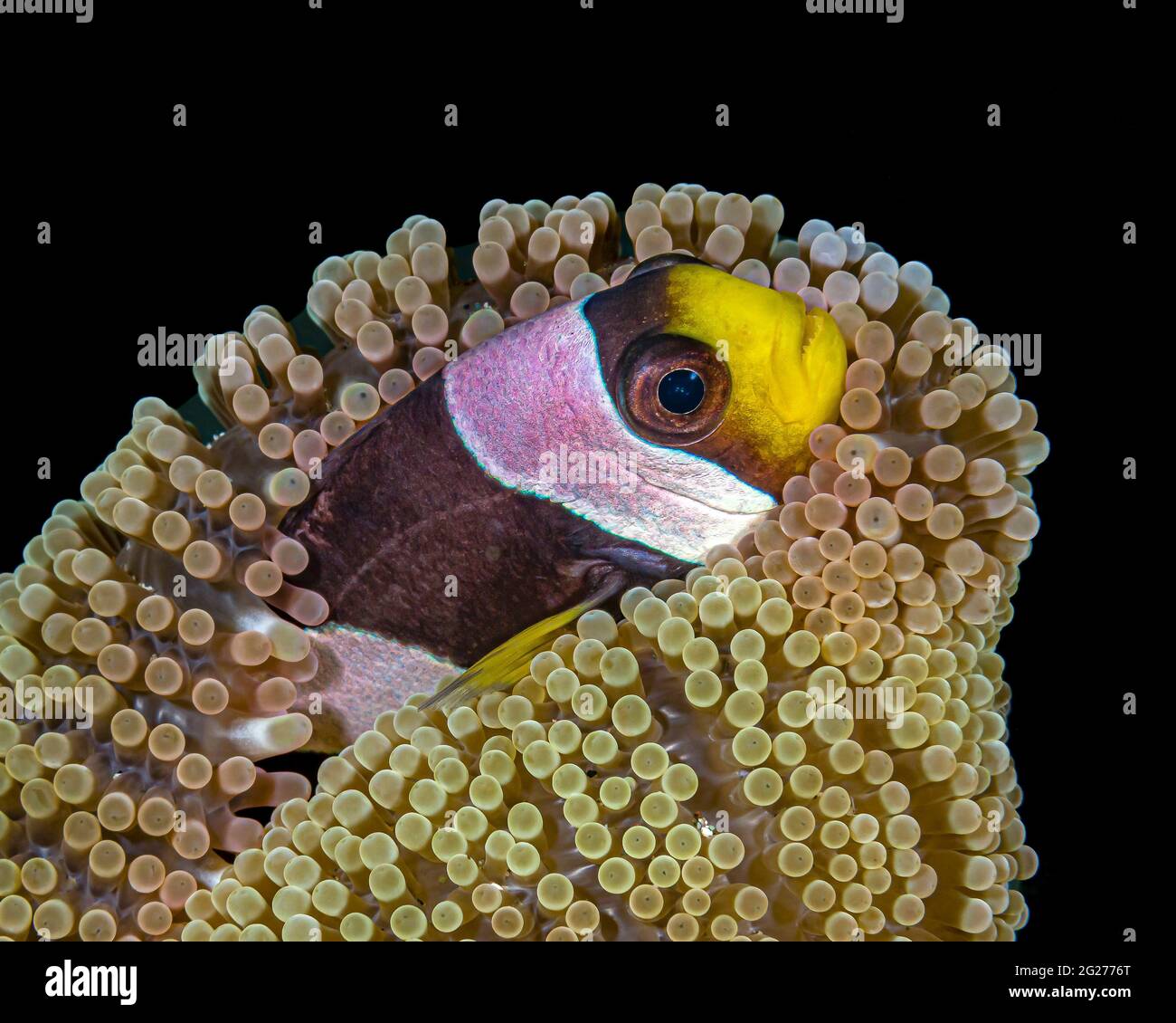 L'anemonefish di Clark (Amphiprion clarkii) nel suo anemone. Foto Stock