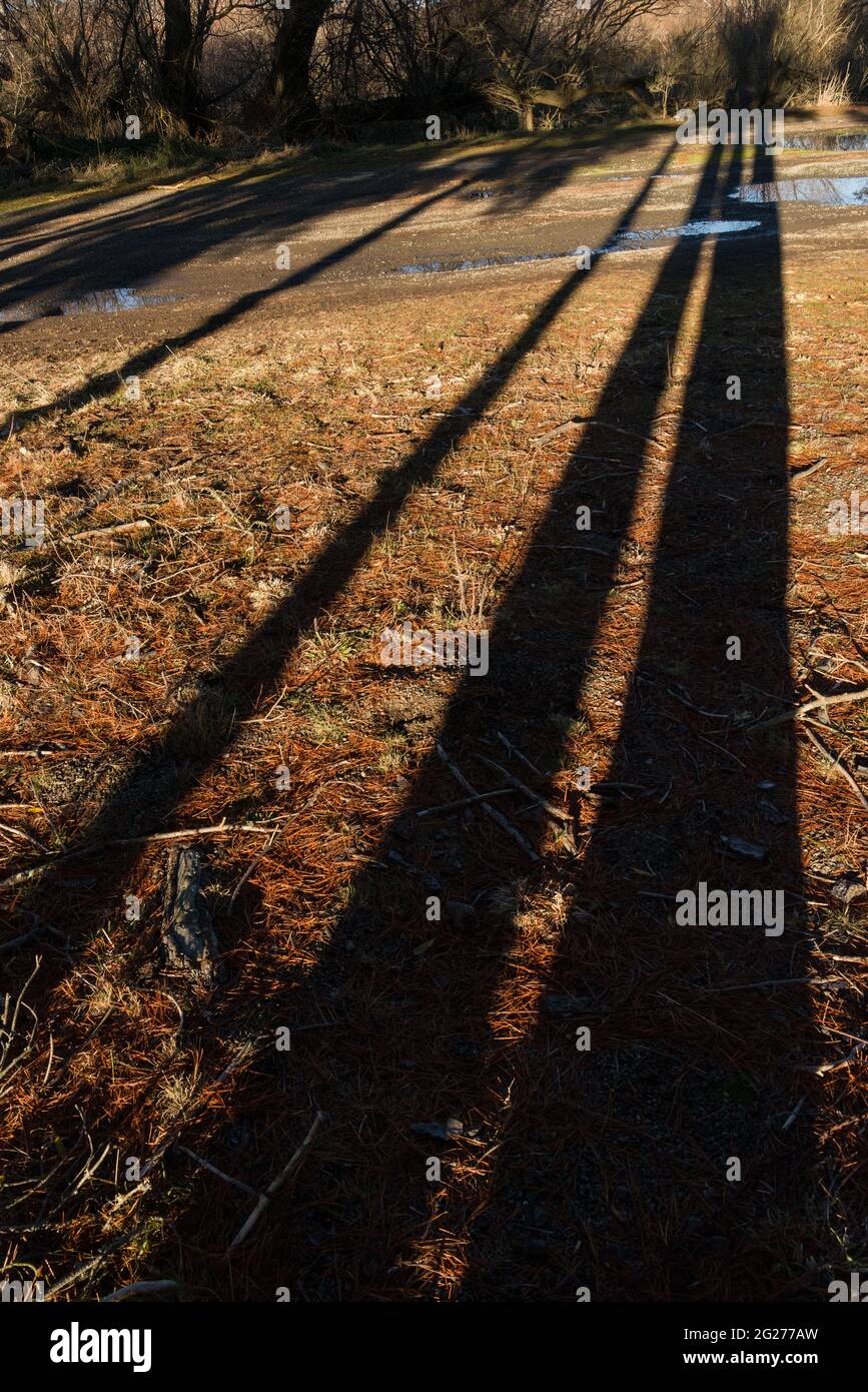 Ombre dell'albero Foto Stock