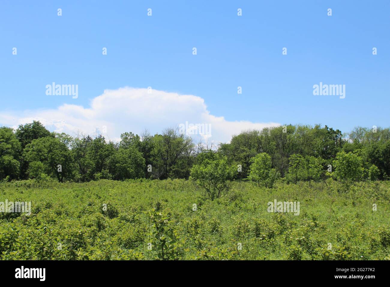 Grande nube di cumulo sopra la linea dell'albero ad un prato a Wayside Woods in Morton Grove, Illinois Foto Stock