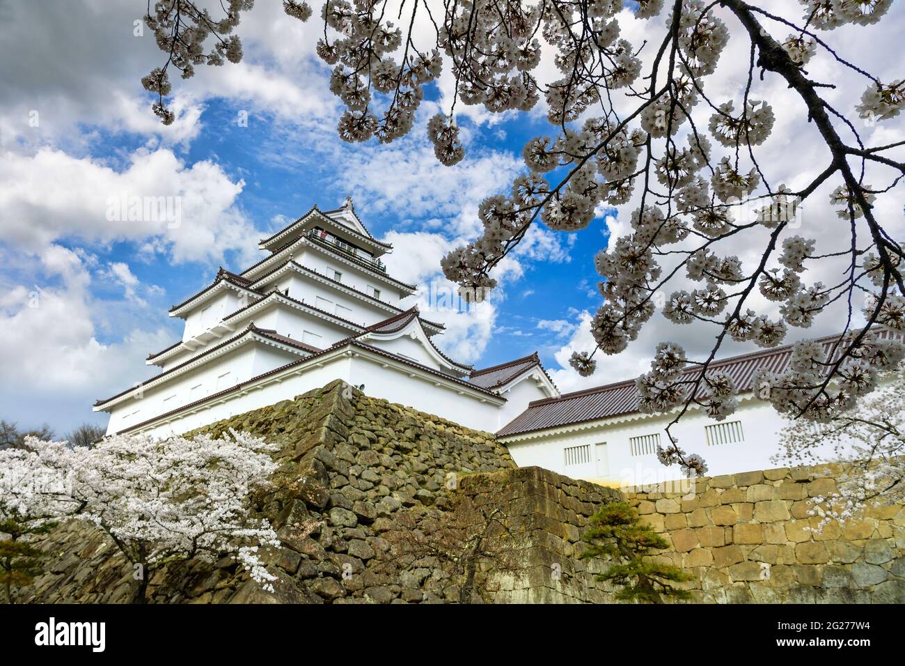 Castello di Tsuruga-jo o castello di Wakamatsu nella città di Aizu-Wakamatsu nella prefettura di Fukushima, Giappone in primavera Saruka fiori in piena fioritura con un molto bello Foto Stock
