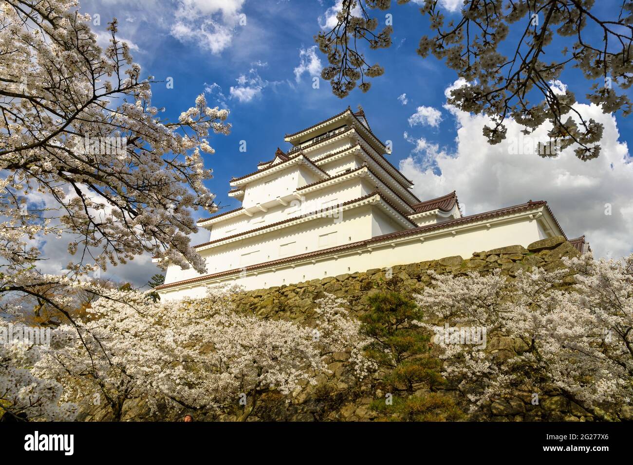 Castello di Tsuruga-jo o castello di Wakamatsu nella città di Aizu-Wakamatsu nella prefettura di Fukushima, Giappone in primavera Saruka fiori in piena fioritura con un molto bello Foto Stock