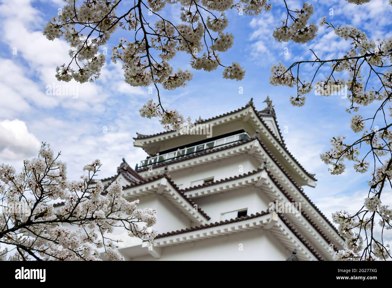 Castello di Tsuruga-jo o castello di Wakamatsu nella città di Aizu-Wakamatsu nella prefettura di Fukushima, Giappone in primavera Saruka fiori in piena fioritura con un molto bello Foto Stock