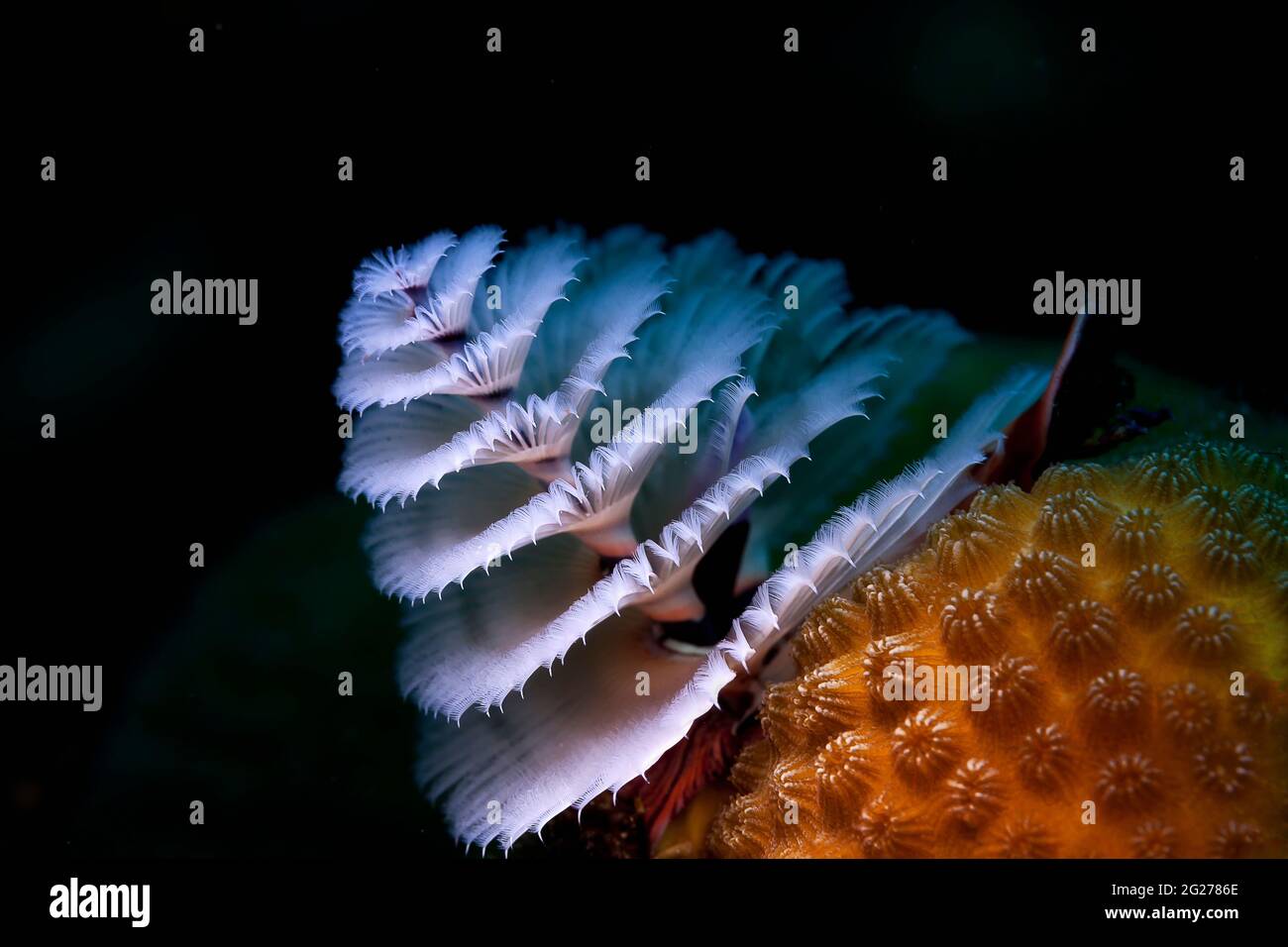 Verme del tubo dell'albero di Natale (Spirobranchus giganteus) sulla testa di corallo. Foto Stock