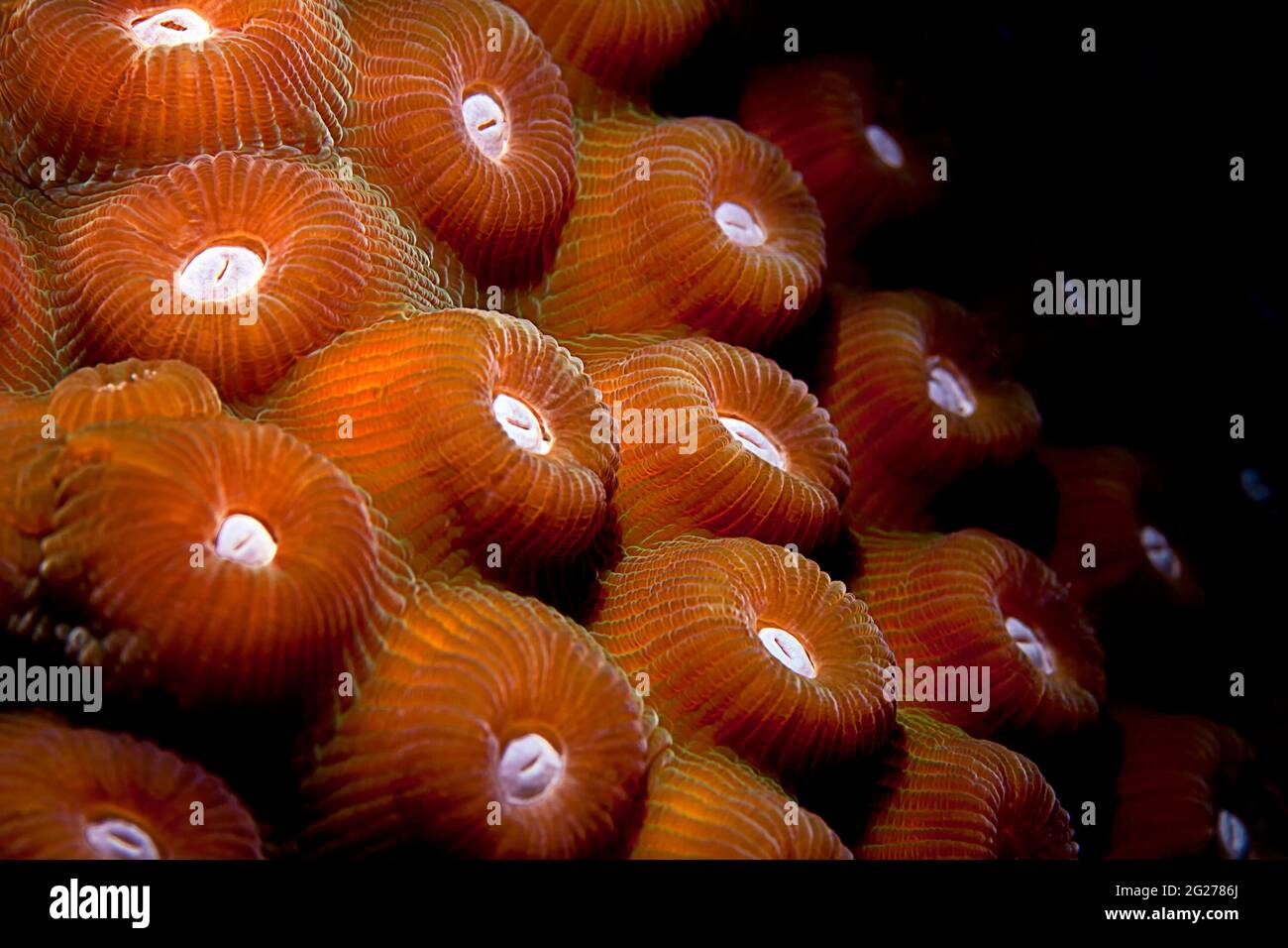 Estremo primo piano di polyps di corallo duro a Bonaire, Caraibi Paesi Bassi. Foto Stock
