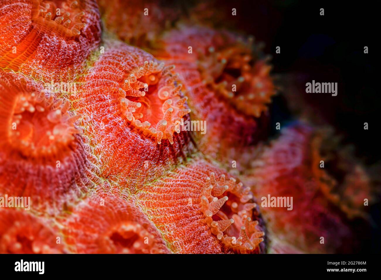 Coppa di corallo polipi a Bonaire, Caraibi Paesi Bassi. Foto Stock
