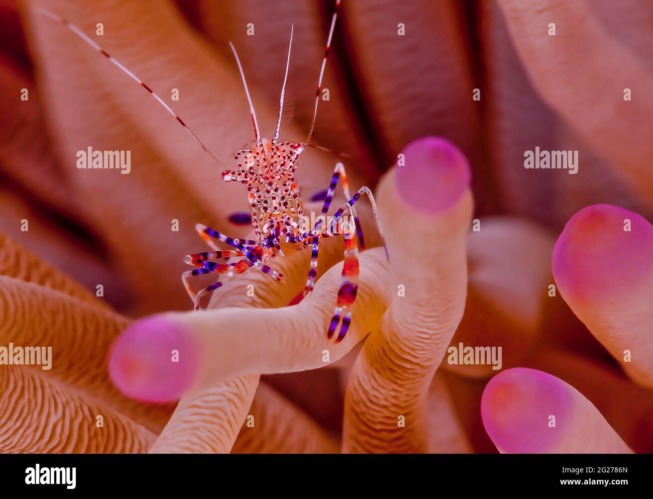 I gamberetti pulitori macchiati siedono sul suo anemone marino ospite. Foto Stock