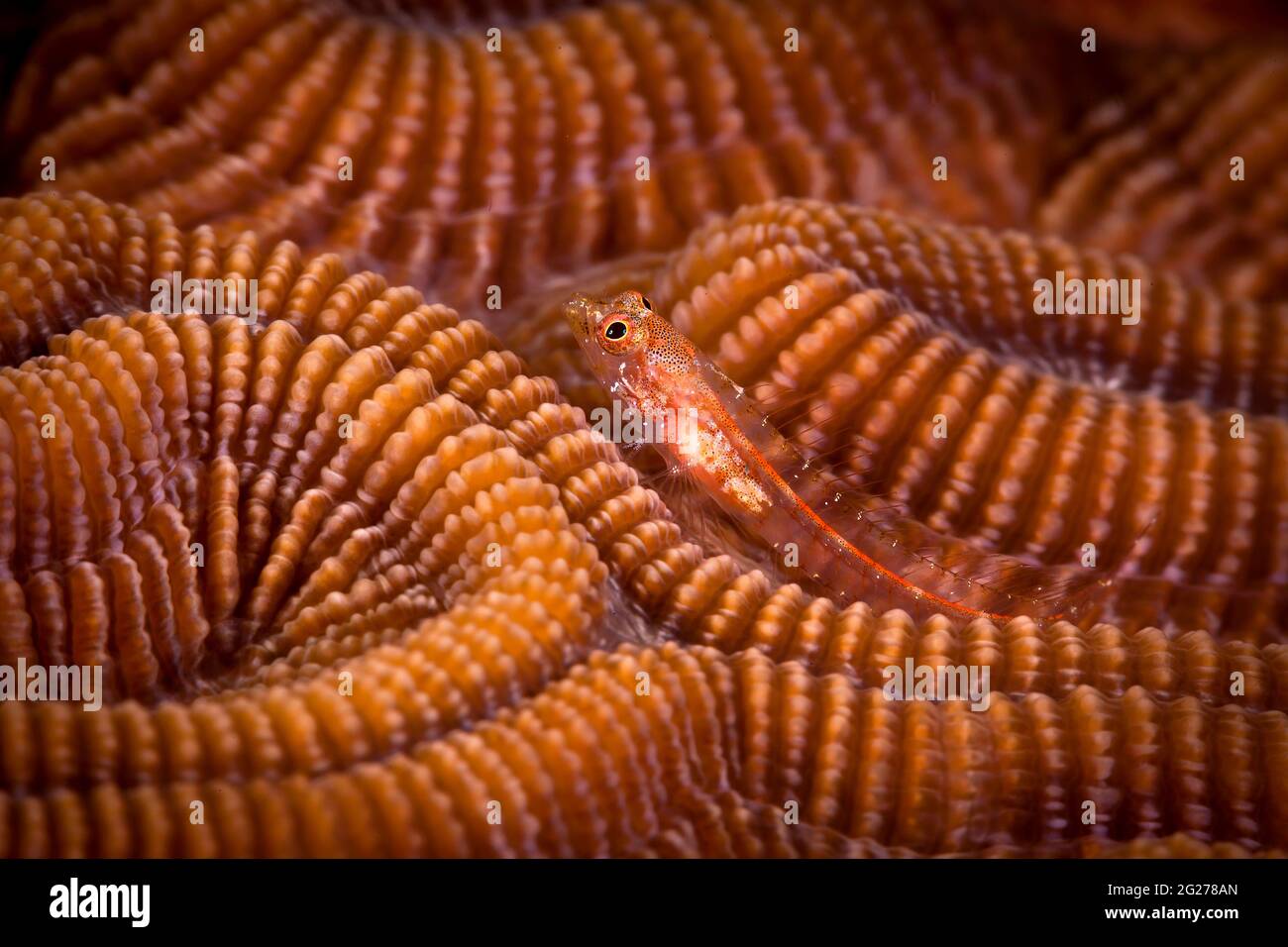 Blenny sulla testa corallina, Bonaire, Caraibi Paesi Bassi. Foto Stock