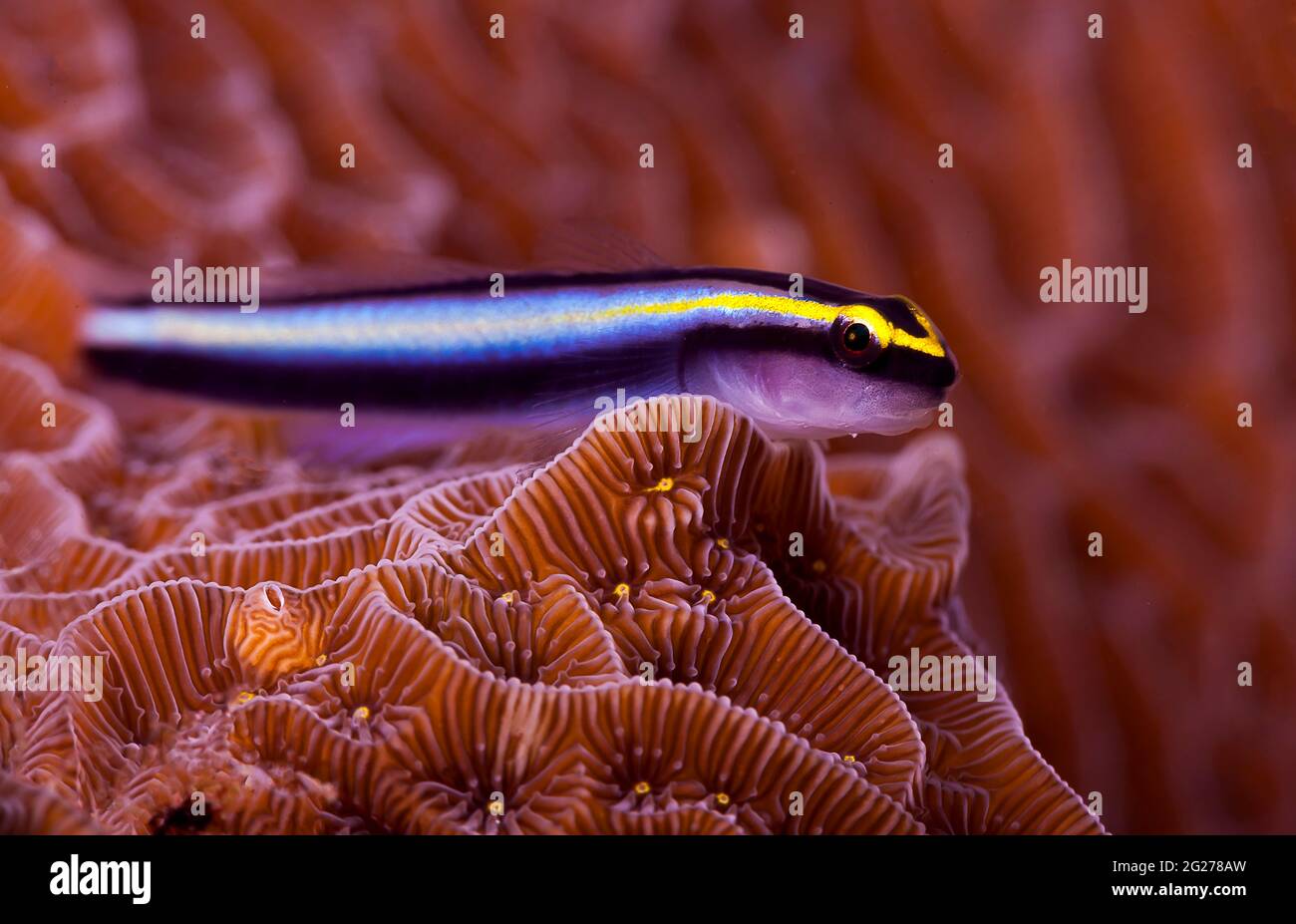 Gobiidae (Gobiidae) sulla testa corallina, Bonaire, Caraibi Paesi Bassi. Foto Stock