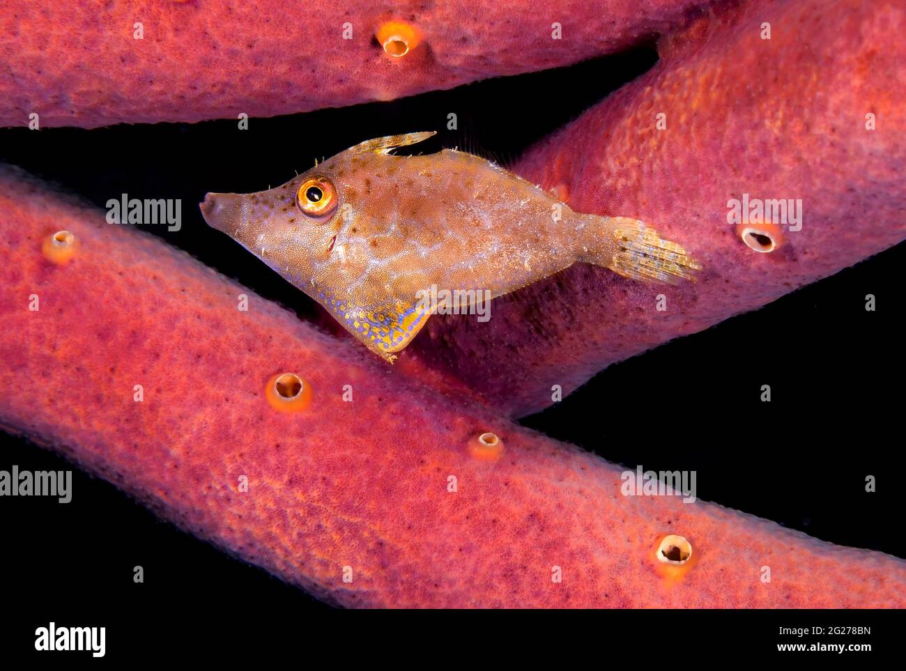 Le pelli Filefish si mescolano con i coralli di Bonaire, Paesi Bassi dei Caraibi. Foto Stock