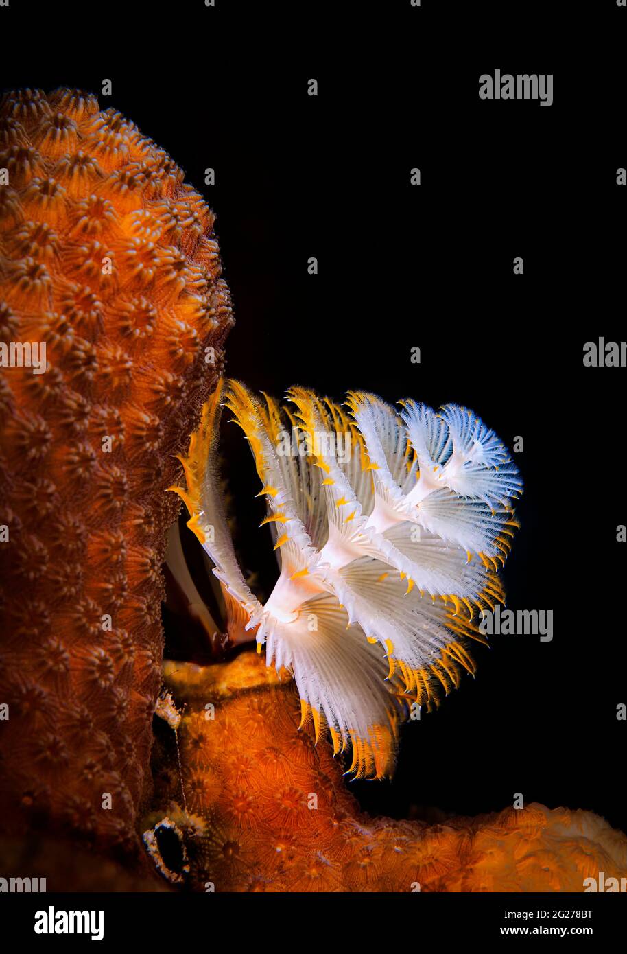 Natale treeÂ verme (Spirobranchus giganteus) su corallo matita giallo (Madracis aurentira). Foto Stock