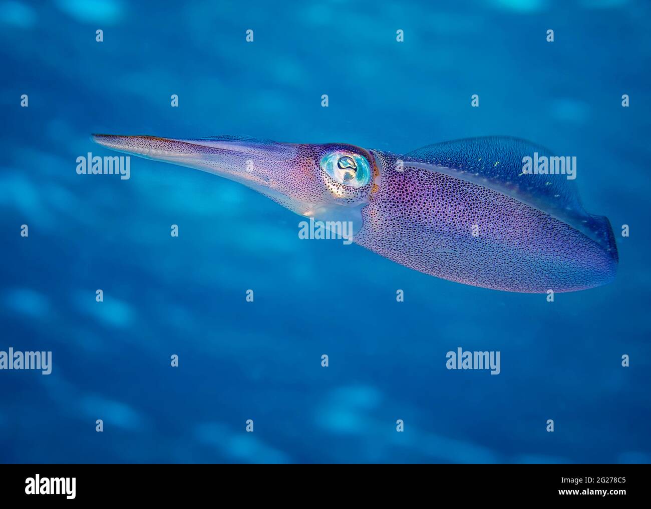 Calamari caraibici (Sepioteuthis sepioidea). Foto Stock