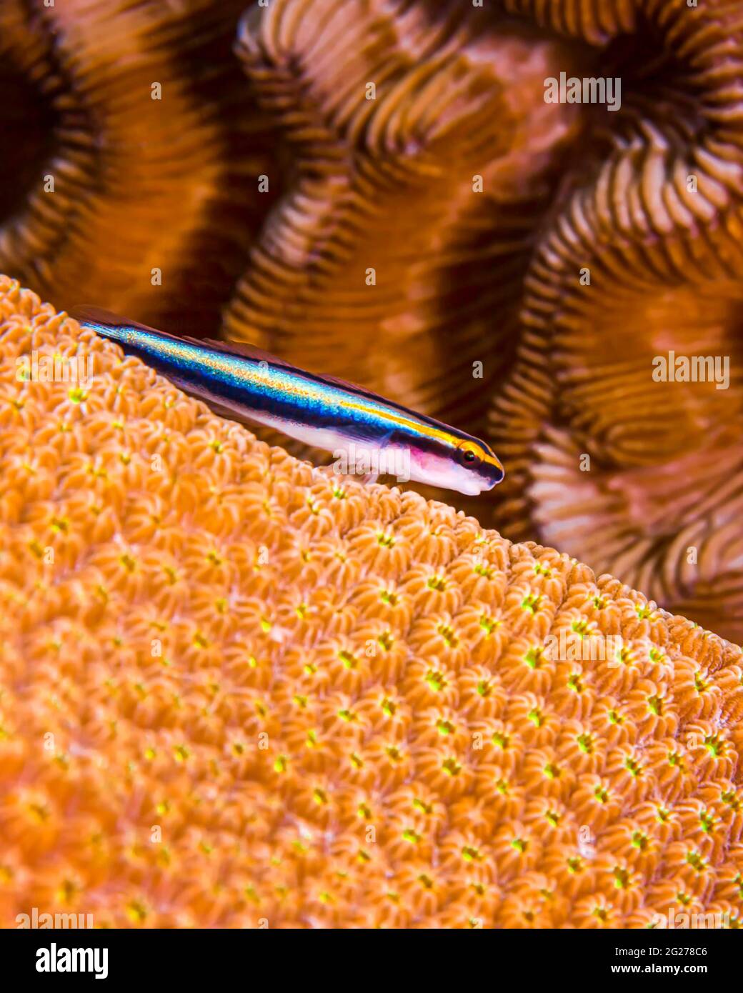Goby dal naso giallo (Elacatinus randalli) siede su corallo matita giallo, Bonaire. Foto Stock