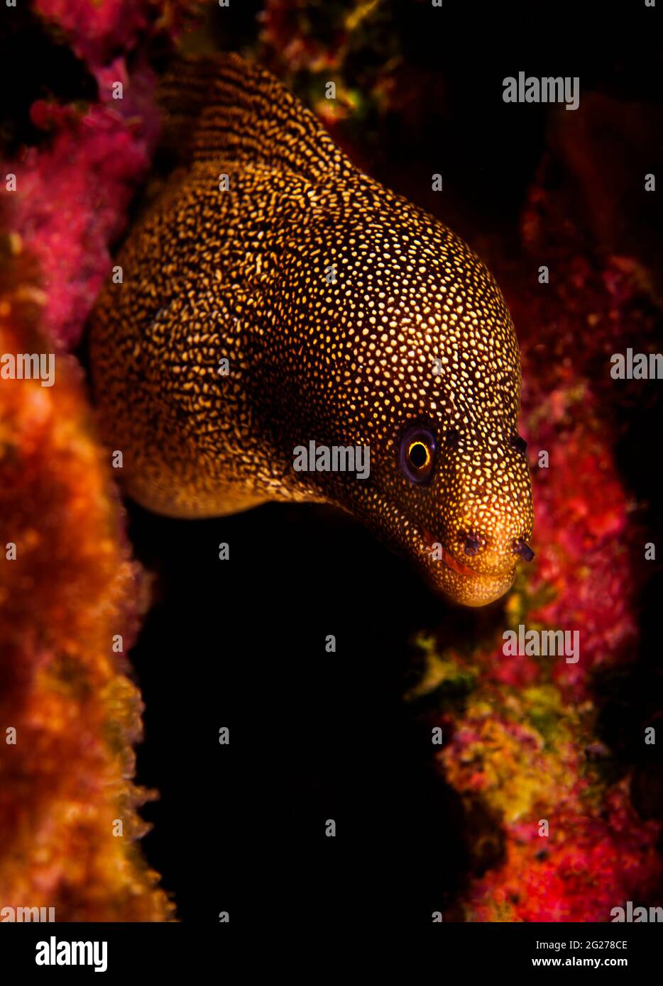 Il moray di Goldtail (Gymnothorax miliaris) si spaia fuori da una struttura di corallo. Foto Stock