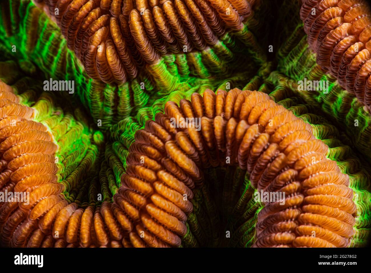 Dettagli del corallo cerebrale (Diploria labyrinthiformis). Foto Stock