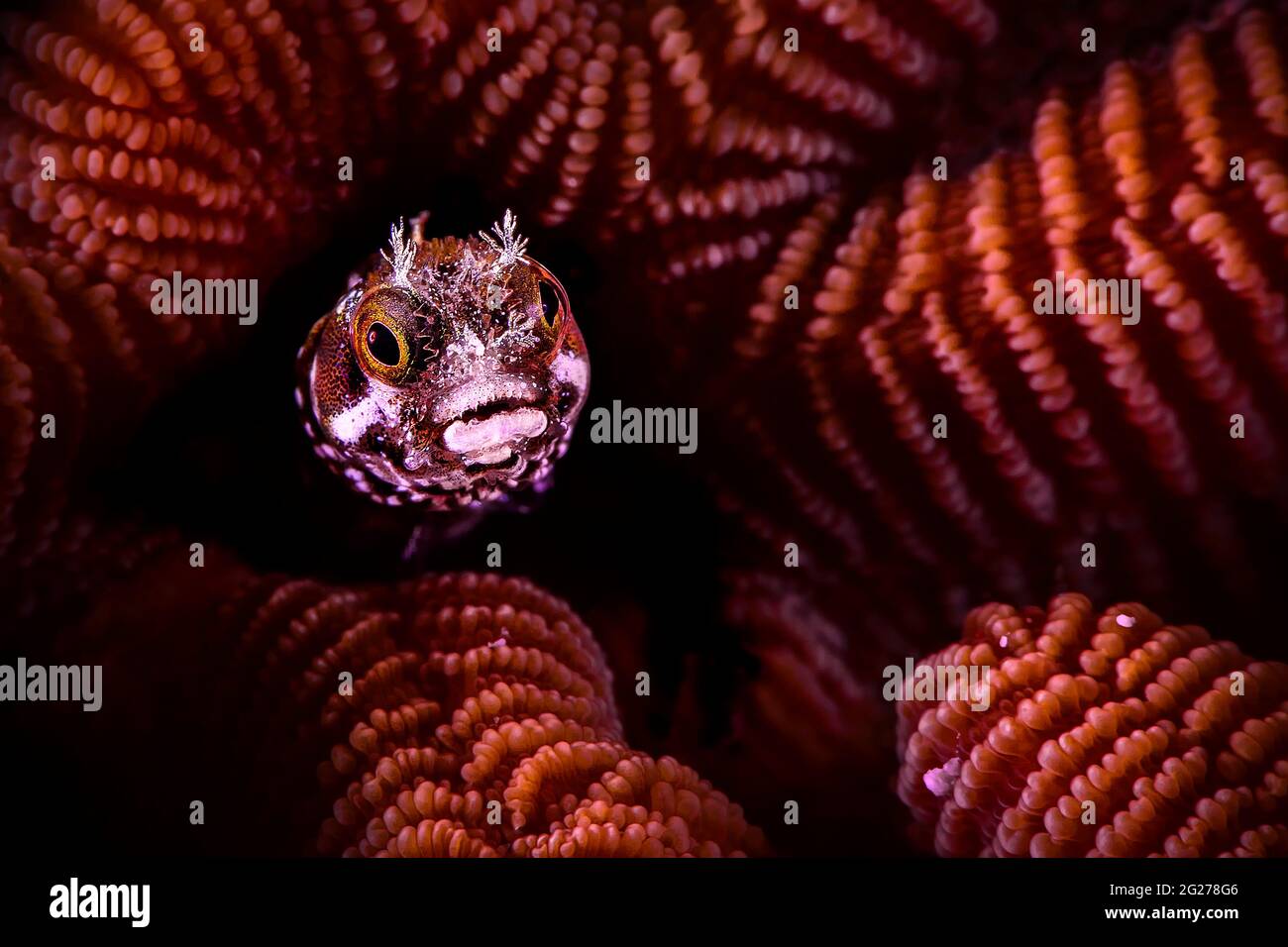 Spinyhead blenny (Acanthemblemaria spinosa) sbircia dal suo burrone di corallo sassoso. Foto Stock