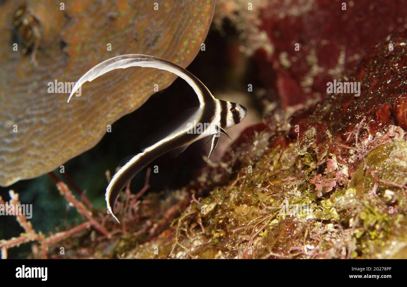 Un pesce di tamburo macchiato (Equetus punctatus) freccette lungo il substrato di Bonaire. Foto Stock