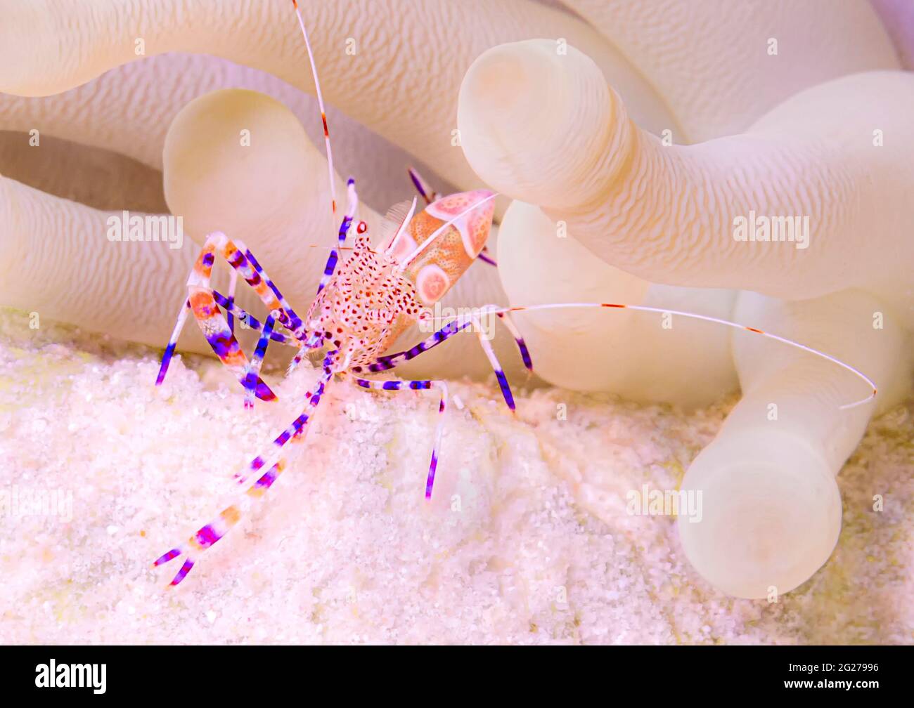 Un gamberetto pulitore macchiato (Periclimenes yucatanicus) vicino ad un anemone di mare bianco, Bonaire. Foto Stock