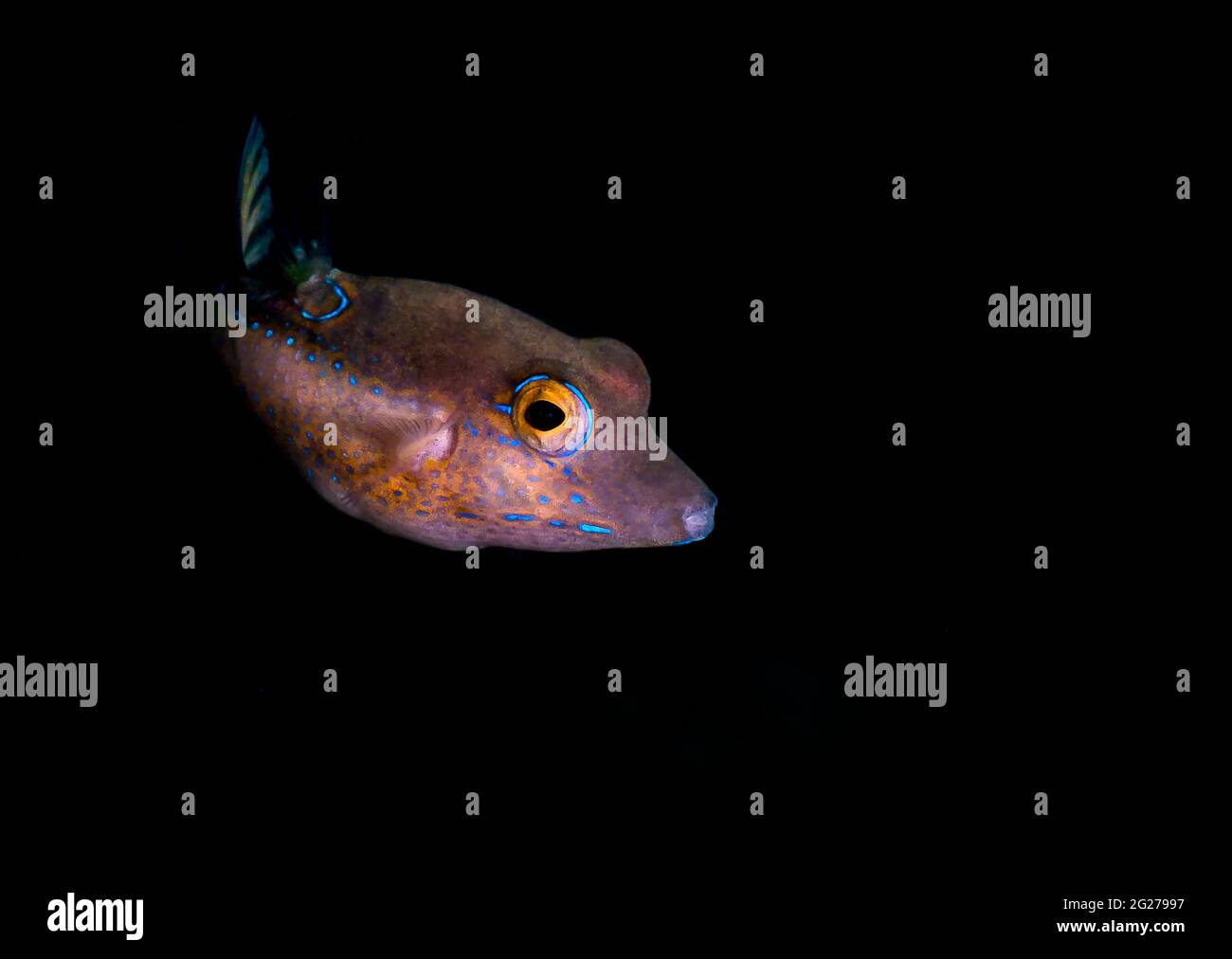 Novellame caraibico pesce soffiato (Canthigaster rostinata). Foto Stock