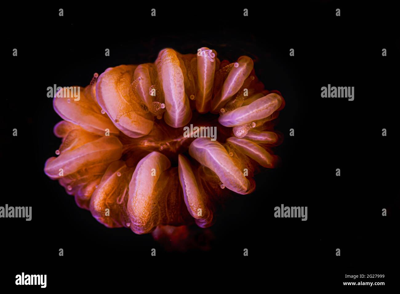 Primo piano di dettagli coralliti di un corallo di fiori lisci (Eusmilia fastigiata). Foto Stock